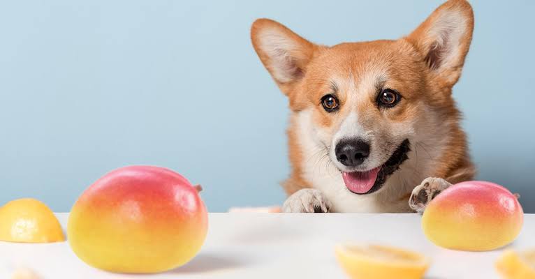 can dogs eat mango