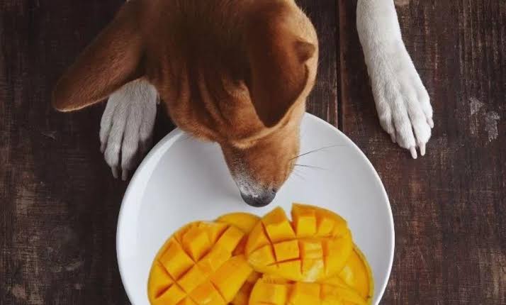 can dogs eat mango