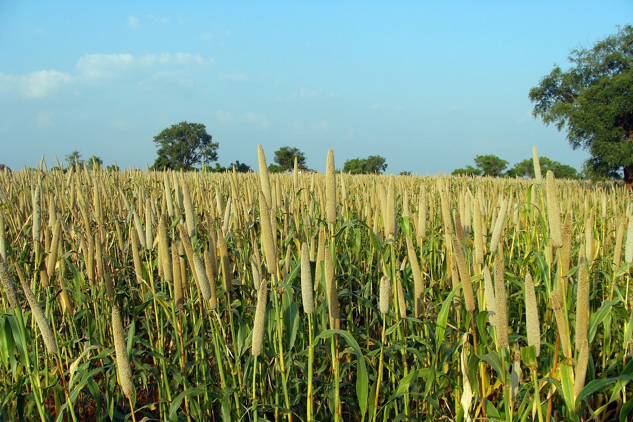 foxtail millet