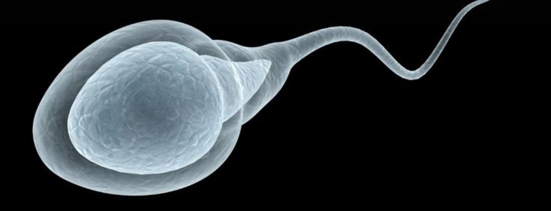 अश्वगंधा के फायदे पुरुषों के लिए